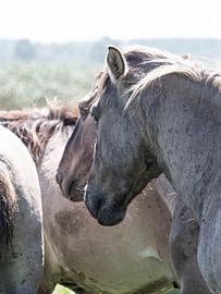 Konik horse, I see you by Gea Teigeler