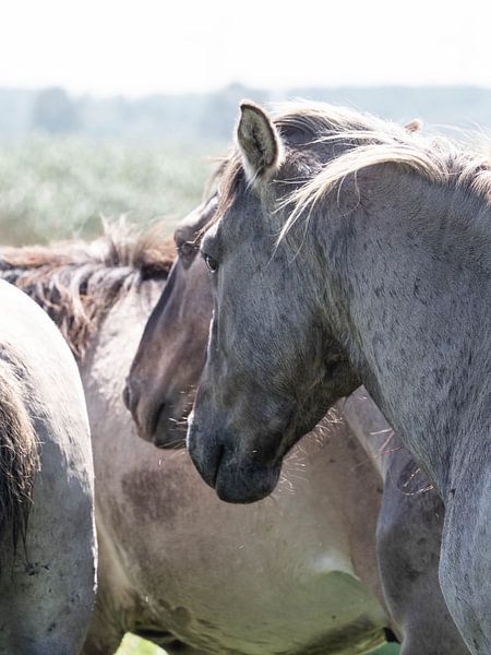 Konik Pferd, ich sehe dich von Gea Teigeler