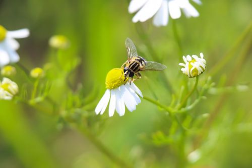 Schmatzende Schwebfliege