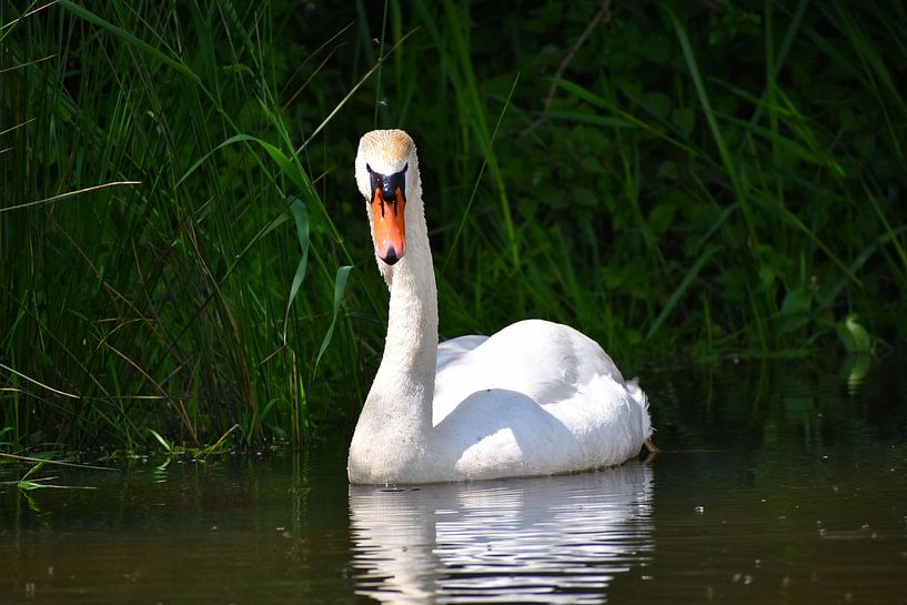 Swan by Emily Yilmaz