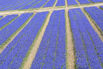 Veld druifhyacinten - blauwe druifjes met paden  van Ronald Smits