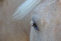 Oog van haflinger met vlieg