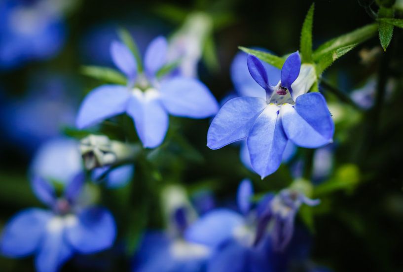 Lobelia Bleu par Johan Slagers