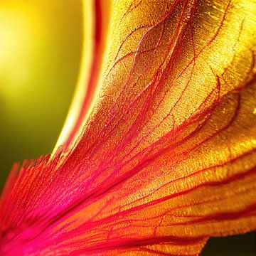 Macro Delonix Regia Bloem van Chromatic Fusion Studio