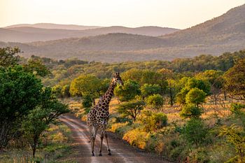 Giraffe in green landscape