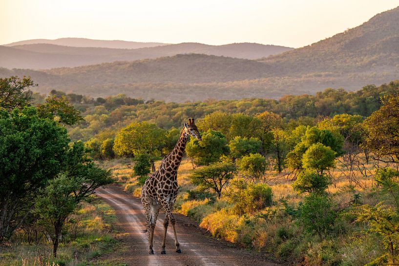 Giraffe in groen landschap van Romy Oomen