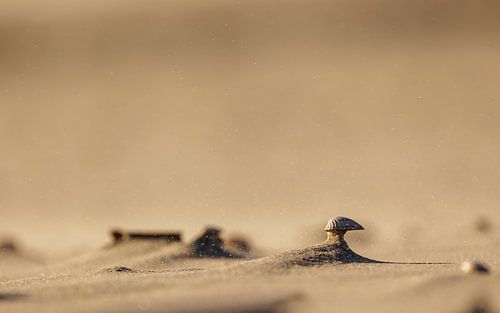 Shell auf einsamer Höhe an der niederländischen Küste