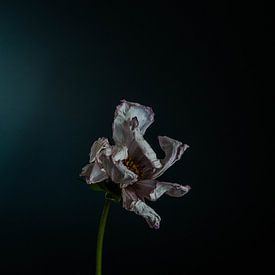 Dode bloem tegen zwarte achtergrond van Wilma Meurs