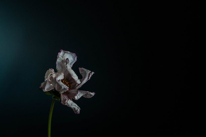Dode bloem tegen zwarte achtergrond von Wilma Meurs