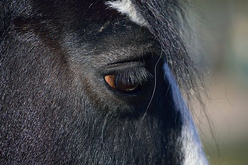Het oog van het paard