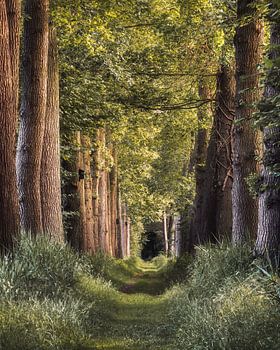 Sentier printanier avec soleil doré