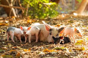 Ferkel mit Mutterschwein