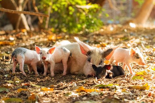Biggetjes met moeder varken