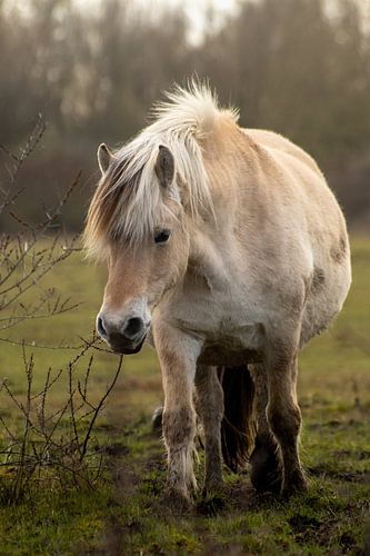 Wild paard