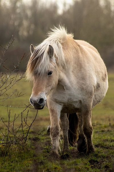 Wildpferd von Daansphotographyshop
