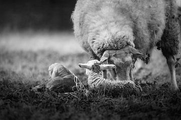 Newborn lambs by Lisa Dumon