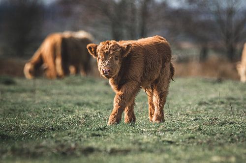 Newborn Scottish Highlander calf in the meadow