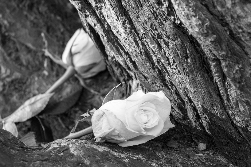 rozen by Ralph Hoeberechts