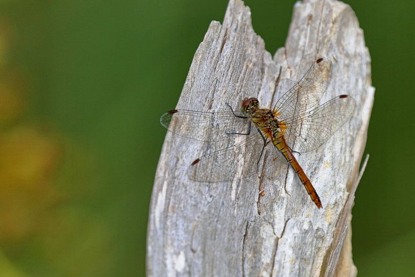 Dragonfly by Niels Jansen