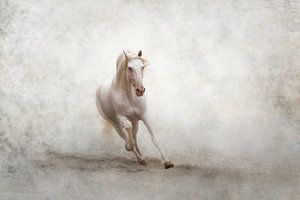 Cheval de rêve | équine | beaux-arts