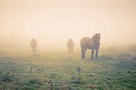 Paarden in de mist van Marcel Bakker thumbnail