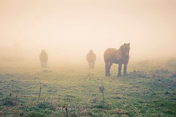 Horses in the fog by Marcel Bakker