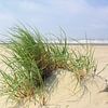 beach marram grass by LHJB Photography