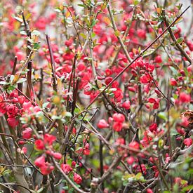 Blüten am Chaenomeles speciosa-Strauch von Jolanda de Jong-Jansen