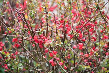 Fleurs sur l'arbuste Chaenomeles speciosa sur Jolanda de Jong-Jansen