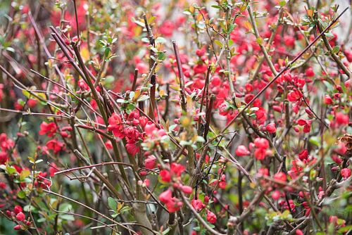 Bloesem aan de chaenomeles speciosa struik