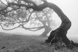 Misty fairytale forest with crooked trees by Chris Stenger