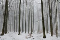 Vague Shadows in the Winter Light