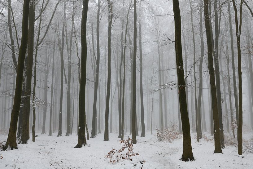 Vague Shadows in the Winter Light by Bert Heuvels