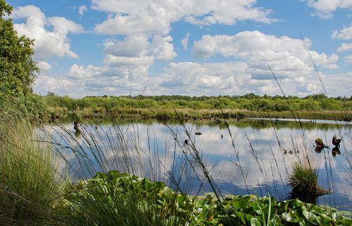 Beek met wolk reflectie