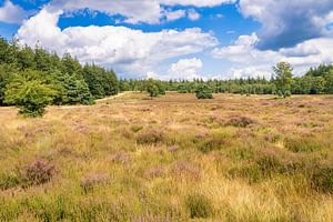 Violettes Heidekraut im Veluwezoom-Nationalpark
