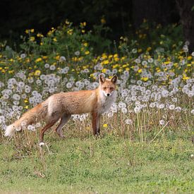 Ezo Red Fox or Vulpes vulpes Hokkaido, Japan by Frank Fichtmüller
