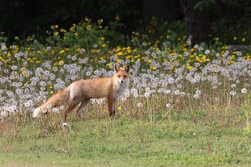 Renard roux Ezo ou Vulpes vulpes Hokkaido, Japon