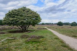 Tafelbergheide bij Blaricum by Peter Bartelings