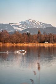 Departure of the swan at the Sulzberger lake to the evening with the Grünten in the background by Leo Schindzielorz