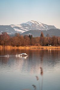 Abflug des Schwanes am Sulzberger See zum Abend mit dem Grünten im Hintergrund von Leo Schindzielorz