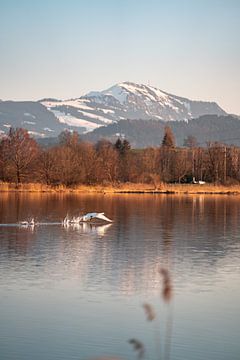 Departure of the swan at the Sulzberger lake to the evening with the Grünten in the background by Leo Schindzielorz