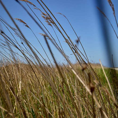 vegetation in the wind on the Kwade Hoek near Goedereede