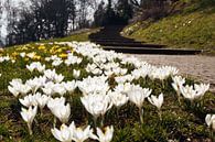 Weisse Krokus Blüten neben einem Park Weg van Yven Dienst thumbnail