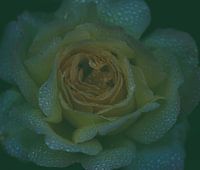 Die Rose
