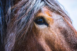 Belgisch paard