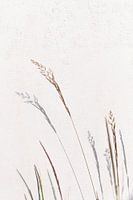 Shadow play with flowering grass