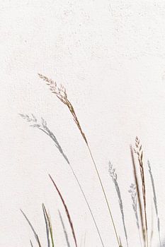 Schattenspiel mit blühendem Gras