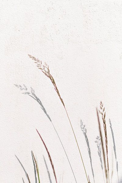 Shadow play with flowering grass by Suzanne Spijkers