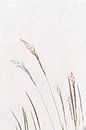 Shadow play with flowering grass by Suzanne Spijkers thumbnail