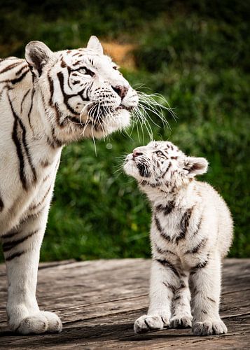 Between Strength and Protection